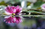 Reflet de nénuphar