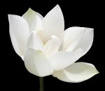 Lootus_valkoinen_pieni