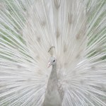 riikinkukko_valk_400x400