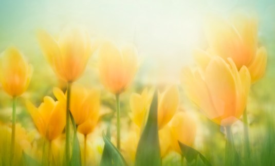 Spring Easter background