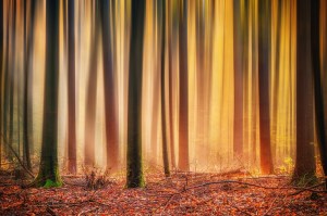 puunrungot_syysmetsassa_pieni