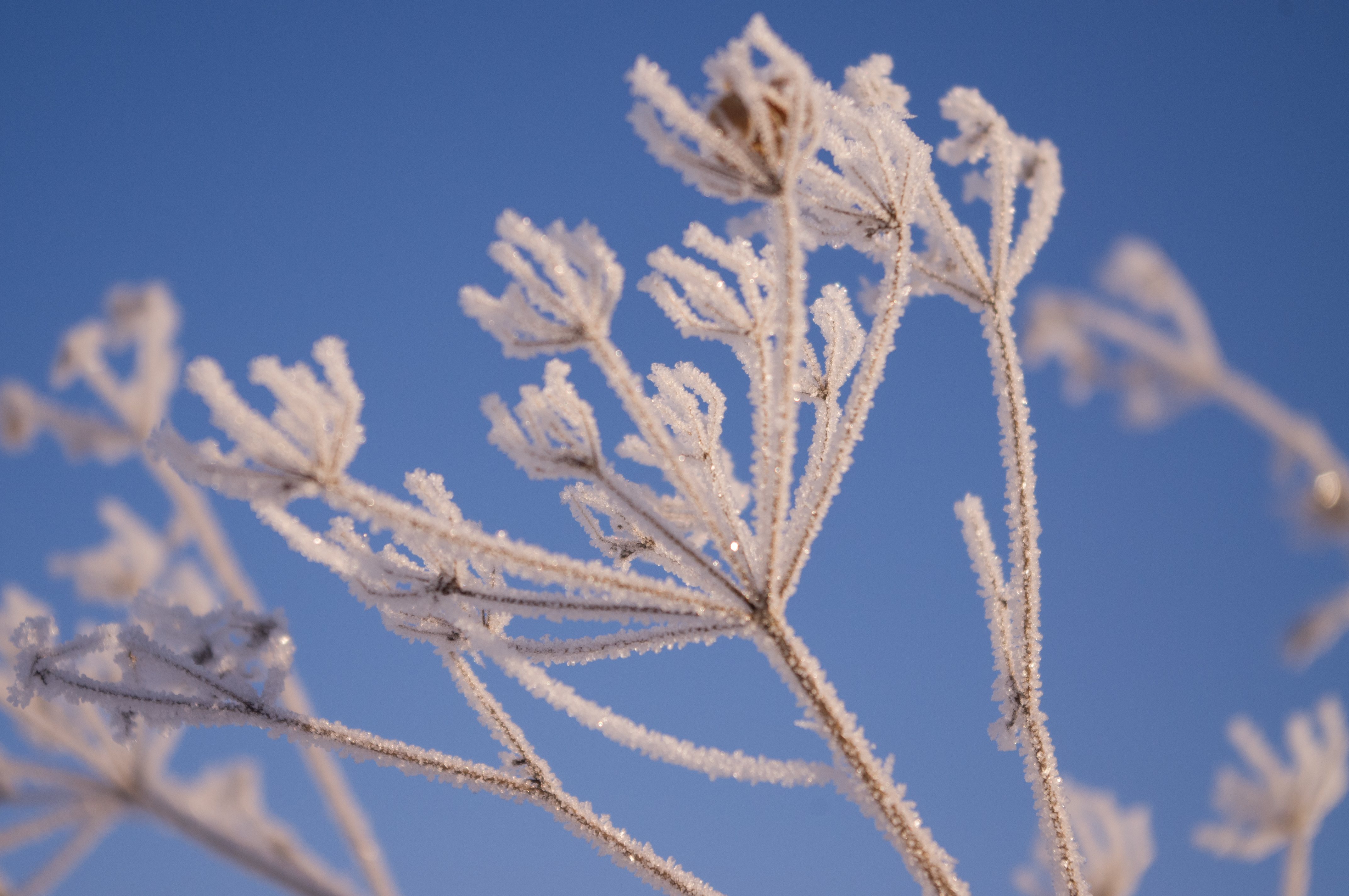 talvi_koiranputket_pienempi