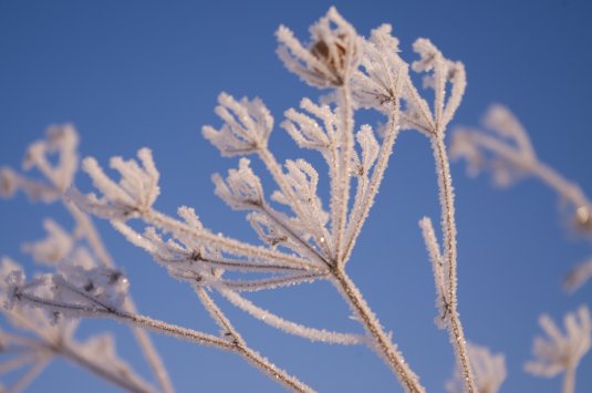 talvi_koiranputket_pienempi