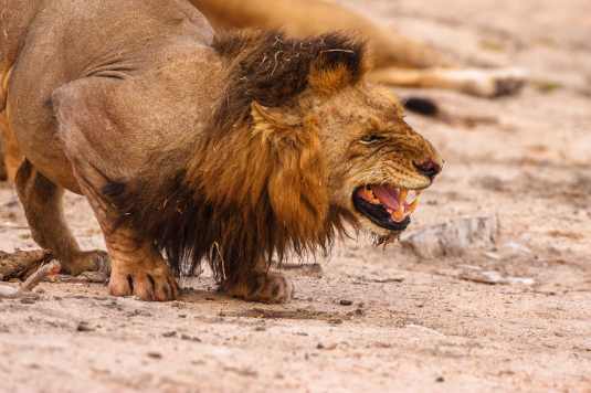 dccb1f1c-9e0a-41ba-b4ba-201592a7a7bb