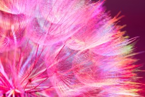 Colorful Pink Pastel Background - vivid abstract dandelion flower