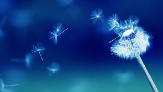 Flying parachutes from dandelion