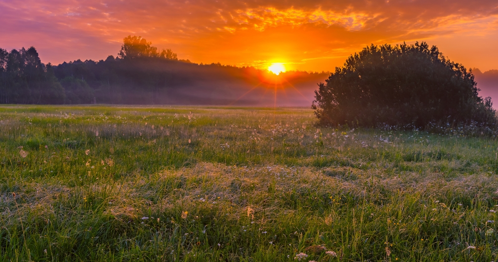 Vibrant summer sunrise over foggy, magical meadow