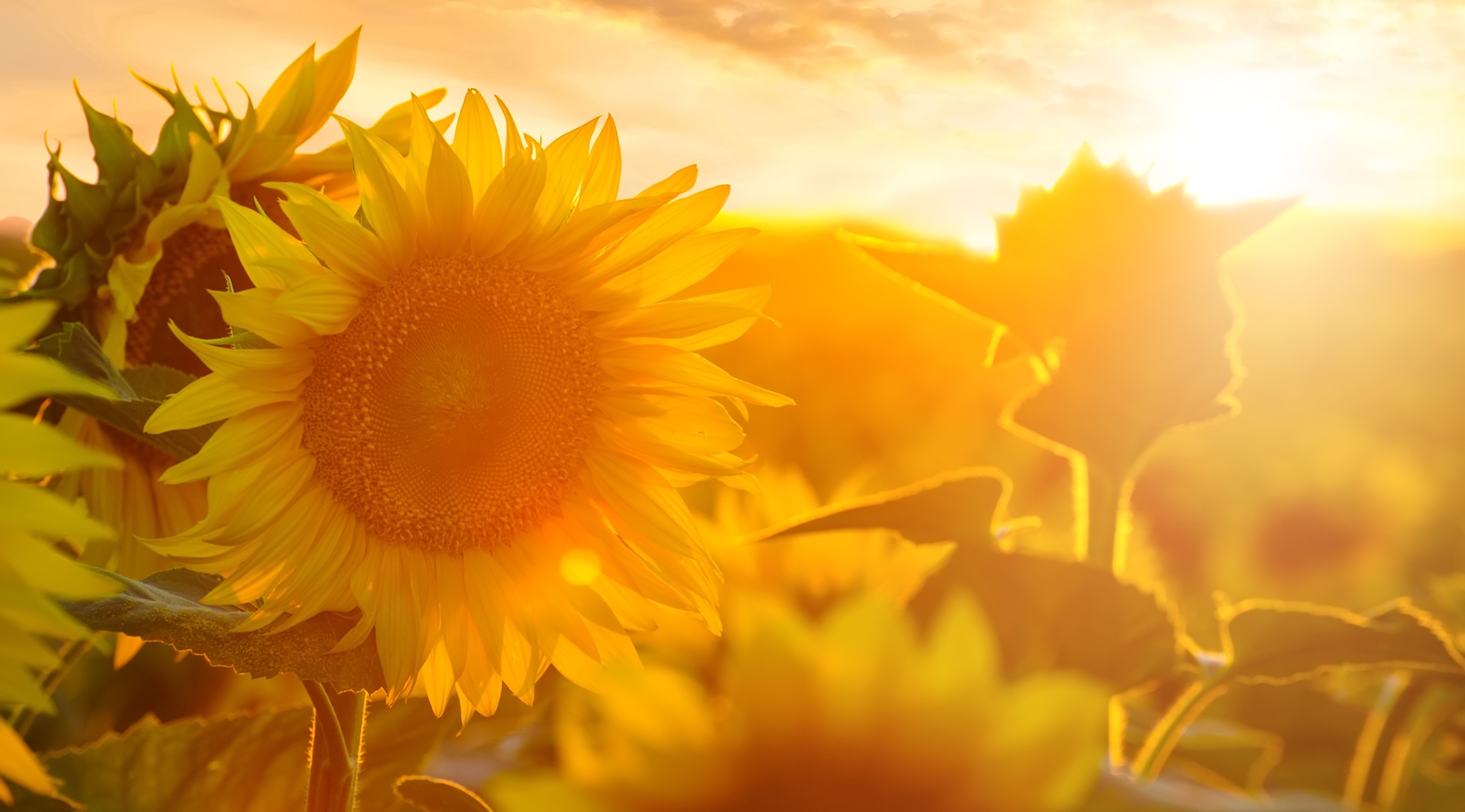 Summer landscape: beauty sunset over sunflowers field