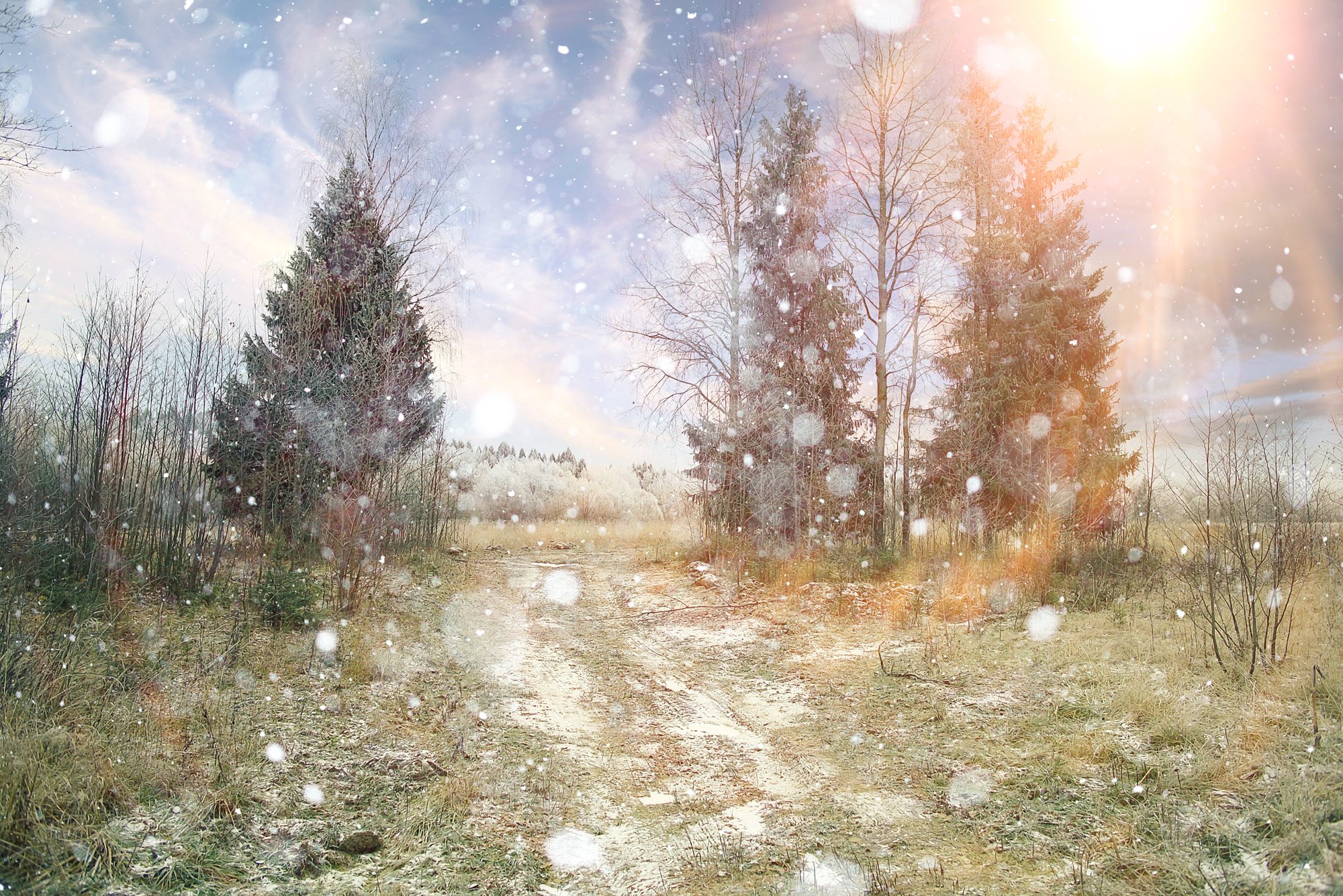 magical winter snow landscape trees snowfall