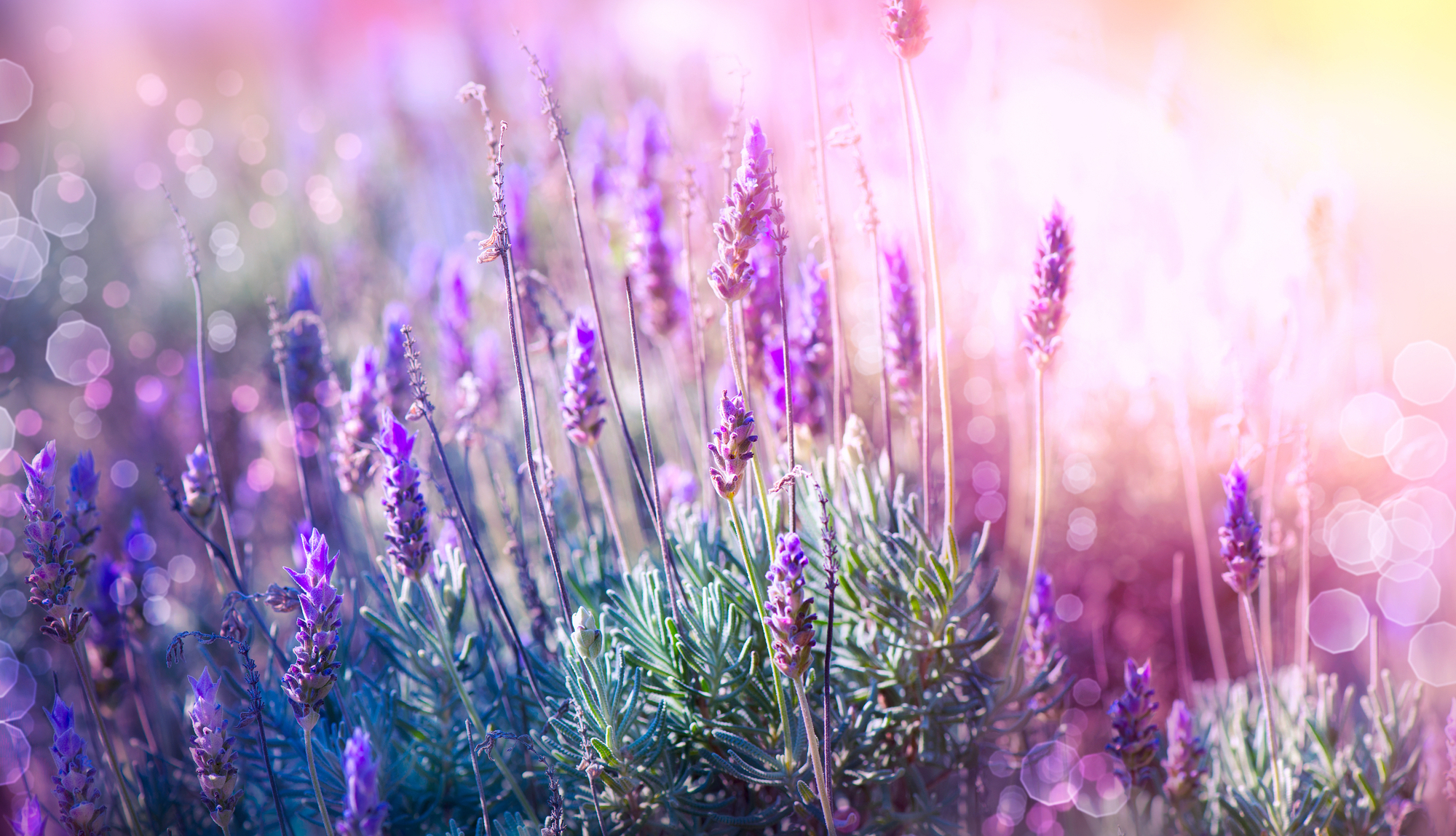 Lavender Flowers Field. Growing and Blooming Lavender